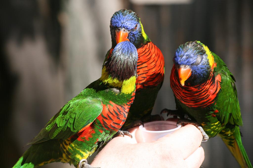 20081019 wild animal park 040.jpg - San Diego Zoo - Lorikeets